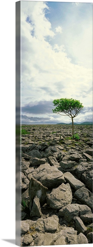 The Burren, On Kinvara Side, County Clare, Ireland