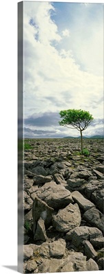 The Burren, On Kinvara Side, County Clare, Ireland