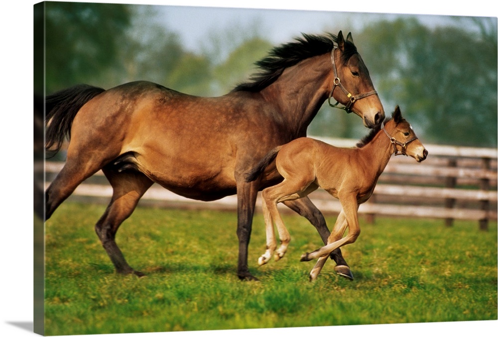 Thoroughbred Chestnut Mare and Foal, Ireland