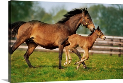 Thoroughbred Chestnut Mare and Foal, Ireland