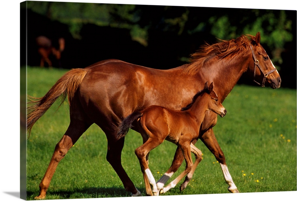 Thoroughbred Chestnut Mare and Foal, Ireland