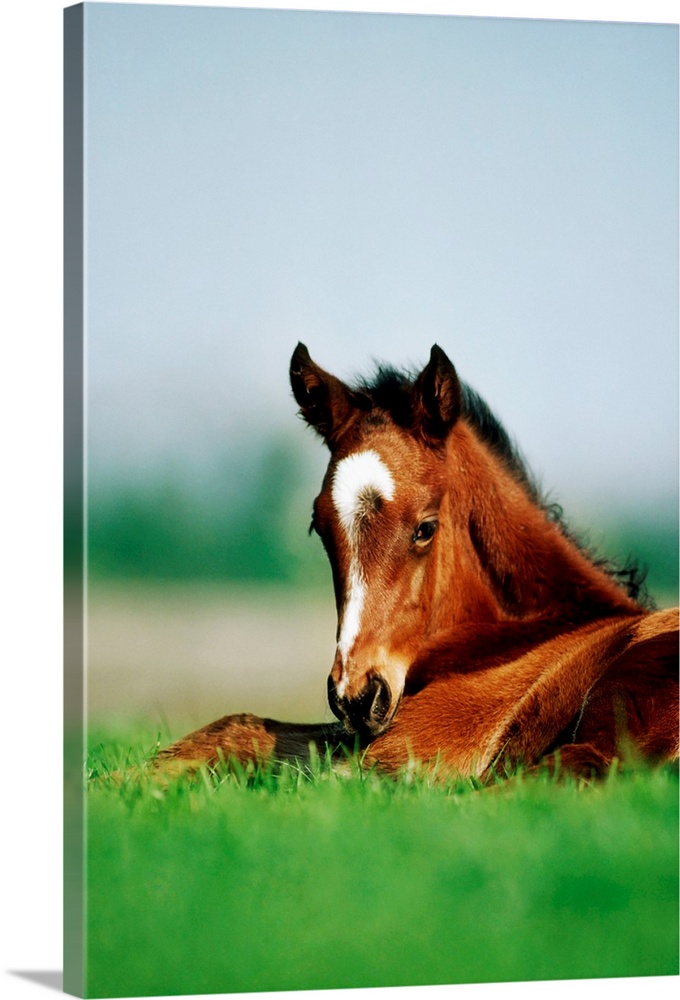 Thoroughbred Foal, Ireland