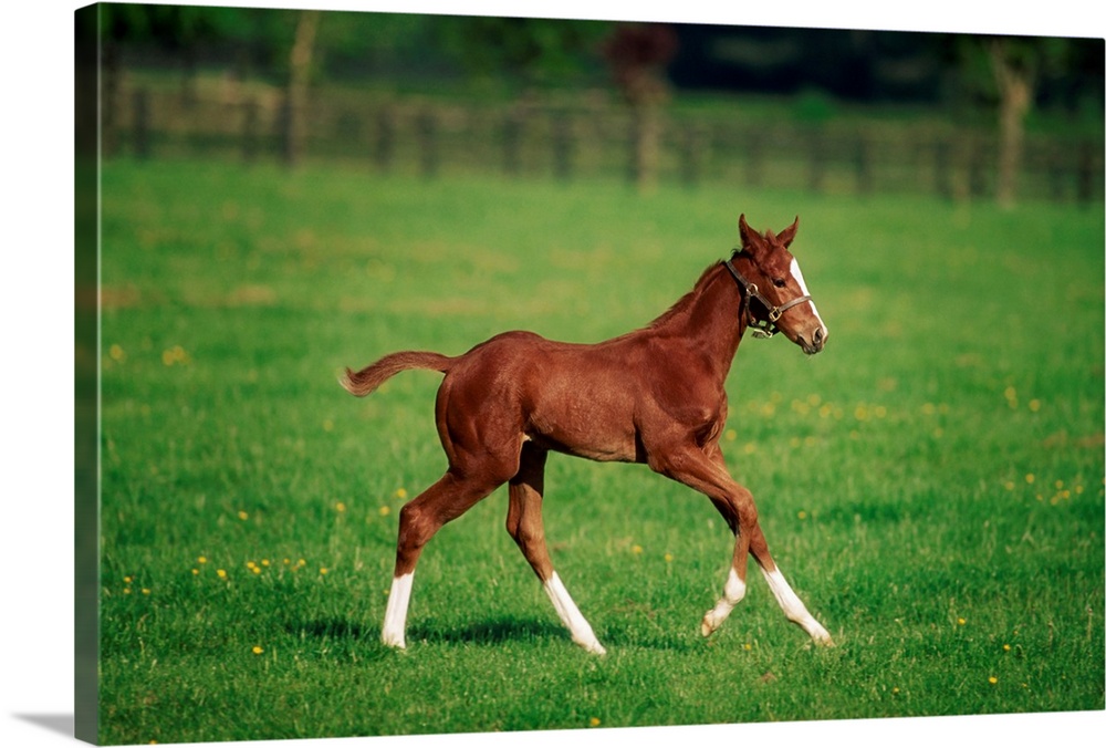 Thoroughbred foal, Kildare Town, Ireland
