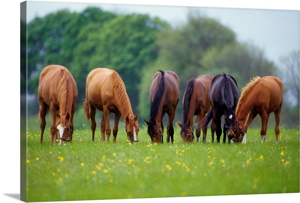 Thoroughbred Horse, Ireland