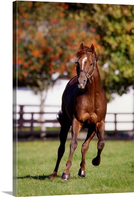 Thoroughbred Horse, Ireland