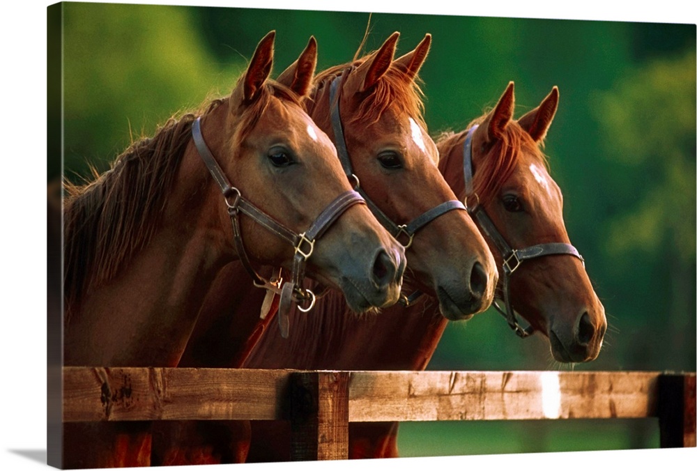 Thoroughbred Horses