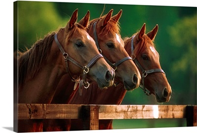 Thoroughbred Horses