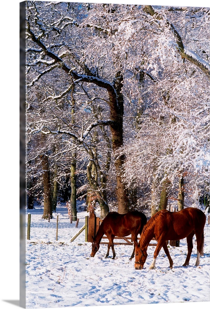 Thoroughbred Horses, Mares In Snow, Ireland