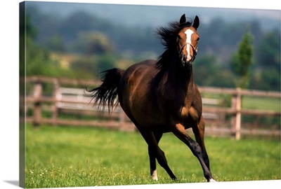 Thoroughbred Horses, Yearlings