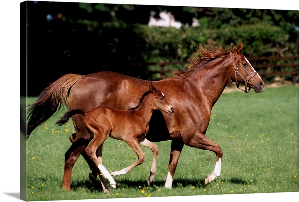 Thoroughbred Mare And Foal Galloping, Ireland