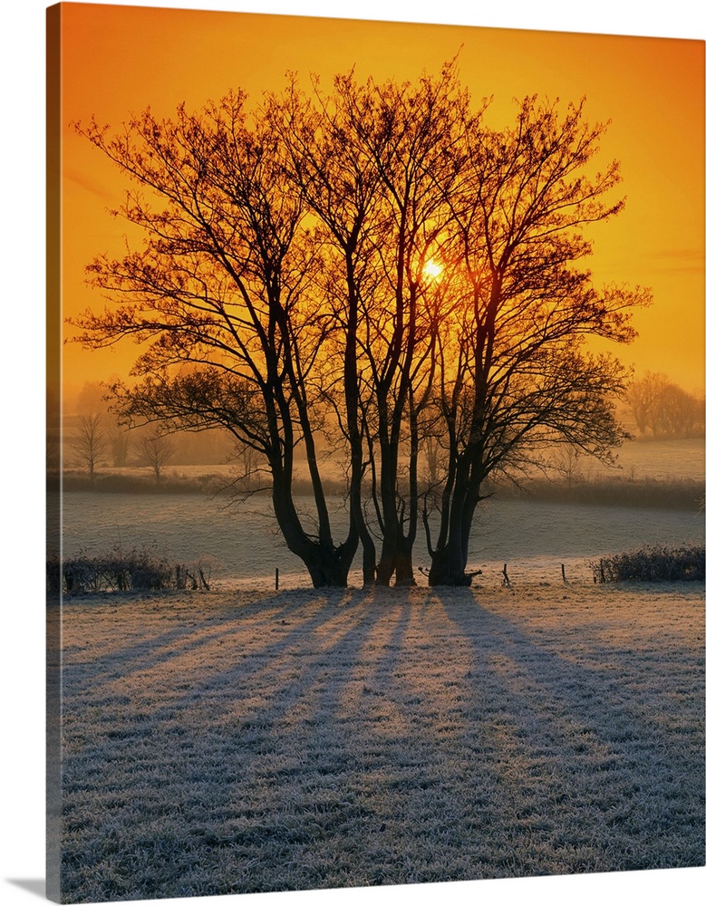 Tree In A Field, Ireland