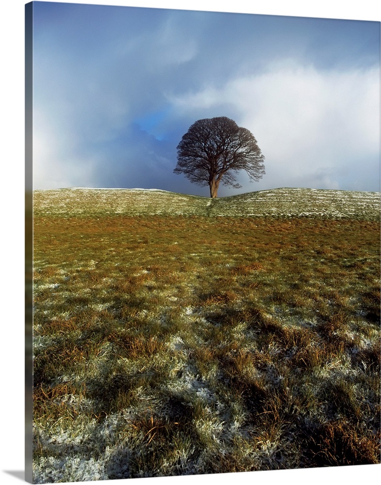 Tree On A Landscape, Giant's Ring, Belfast, Northern Ireland