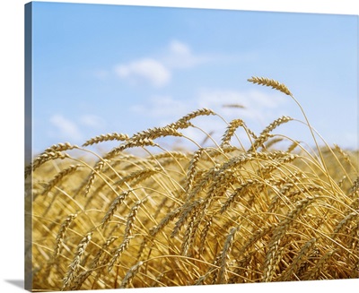 Wheat Field