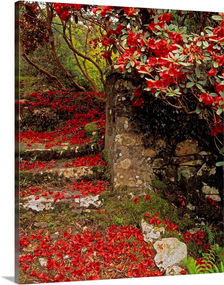 Wild Garden, Rowallane Garden, County Down, Ireland