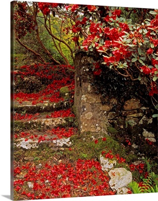 Wild Garden, Rowallane Garden, County Down, Ireland