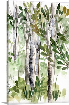Birch Forest II