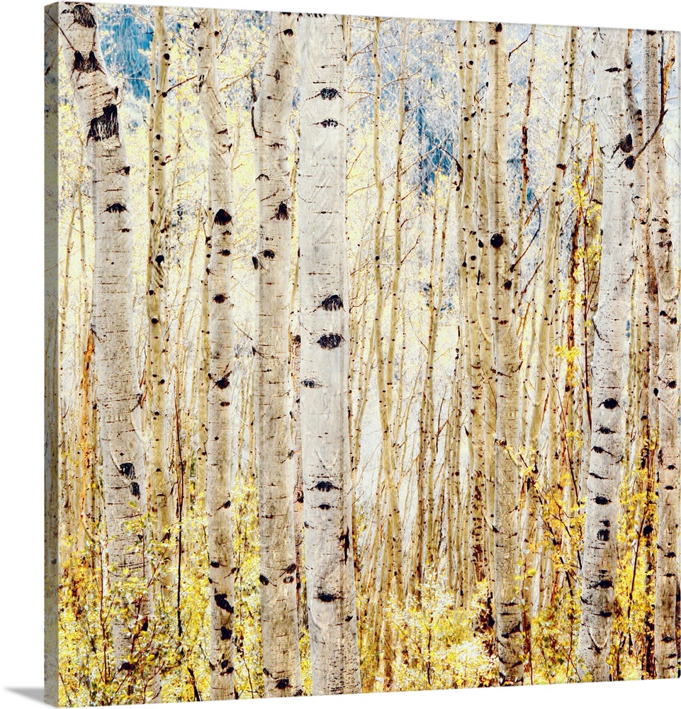 Square photograph of a forest of birch trees with a textured overlay.