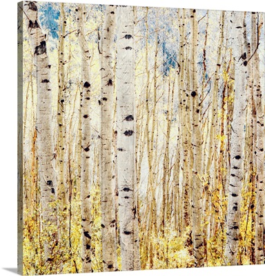 Birch Grove