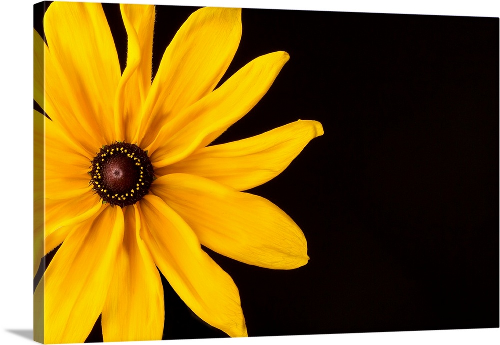 Photograph of a bright yellow Black Eyed Susan flower on a black background.