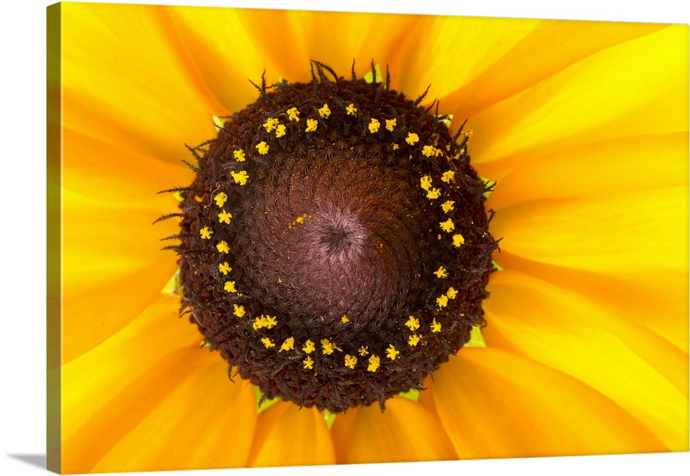 Close up photograph of a bright yellow Black Eyed Susan flower.