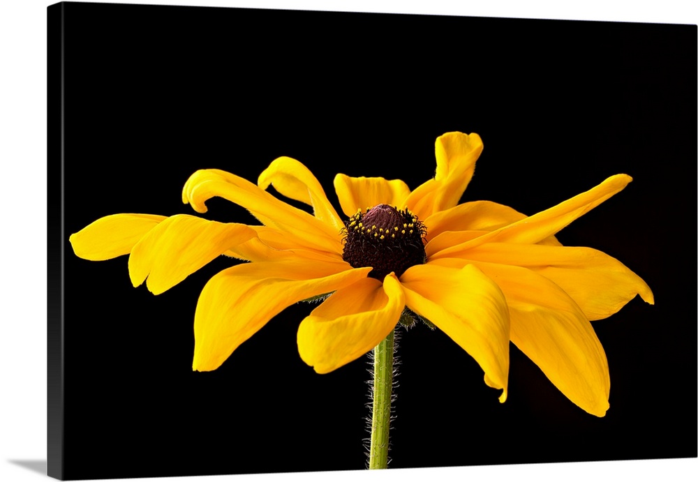 Photograph of a large yellow black eyed susan bloom on a black background.