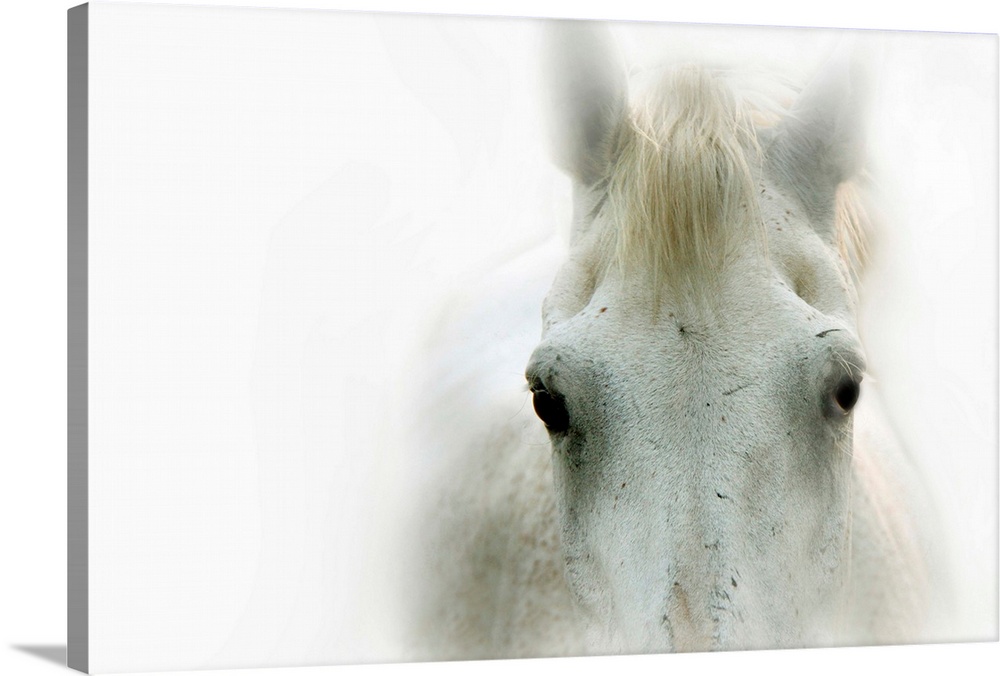 A close up photograph of a white horse with soft, faded edges.