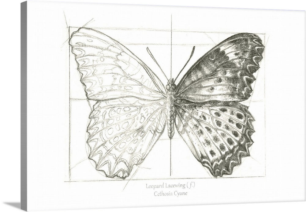 Butterfly Sketch landscape II