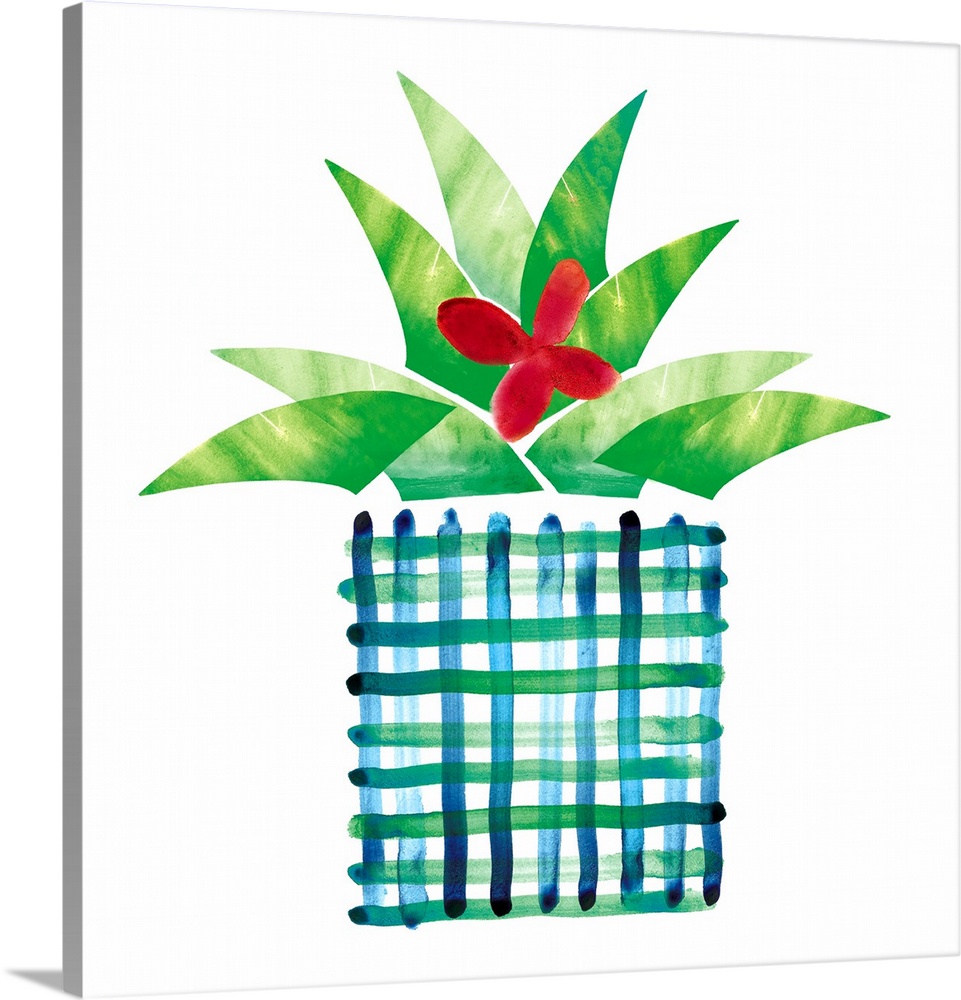 Colorful painting in a simplest style of a blooming cactus in a blue and green plaid pot on a white background.