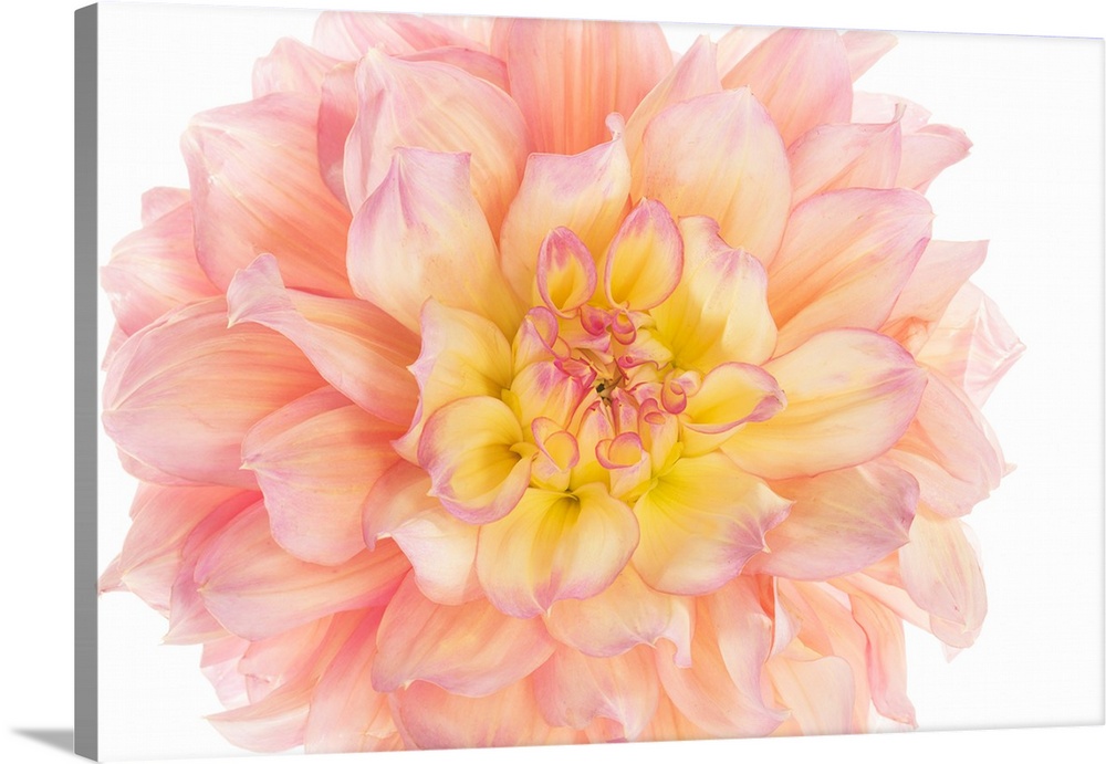 Photograph of a coral and yellow dahlia bloom on a white background.