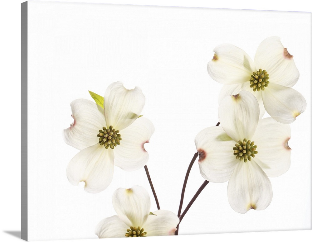 A color photograph of a branch of white dogwood blooms.