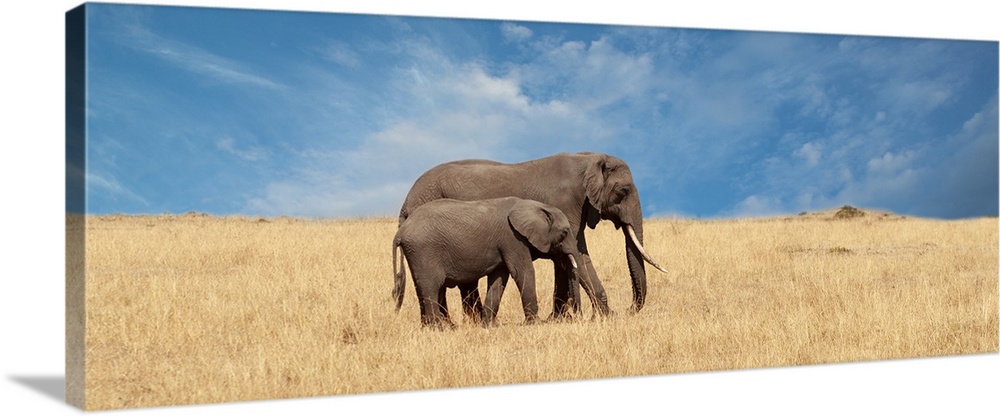 A panoramic photograph of an elephant and calf walking in a grassy plain.