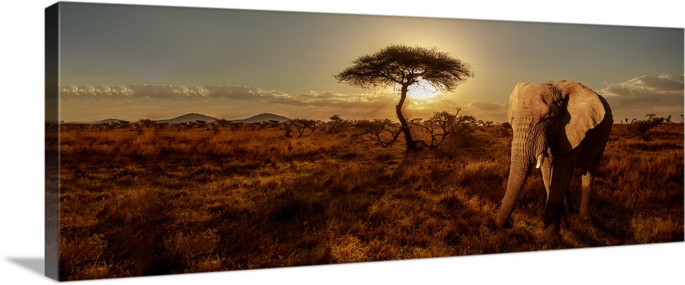 A panoramic photograph of an elephant walking near a tree in the savanna.