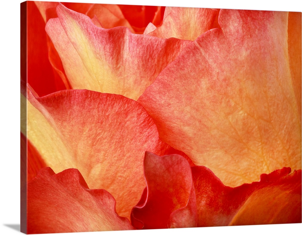 Close up photograph of red and yellow petals on a flower.