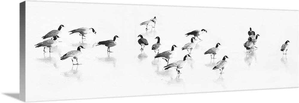Black and white image of a flock of Canadian Geese walking with their images reflecting below them.