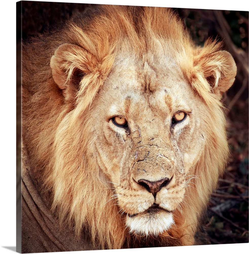 A square photograph of a lion.