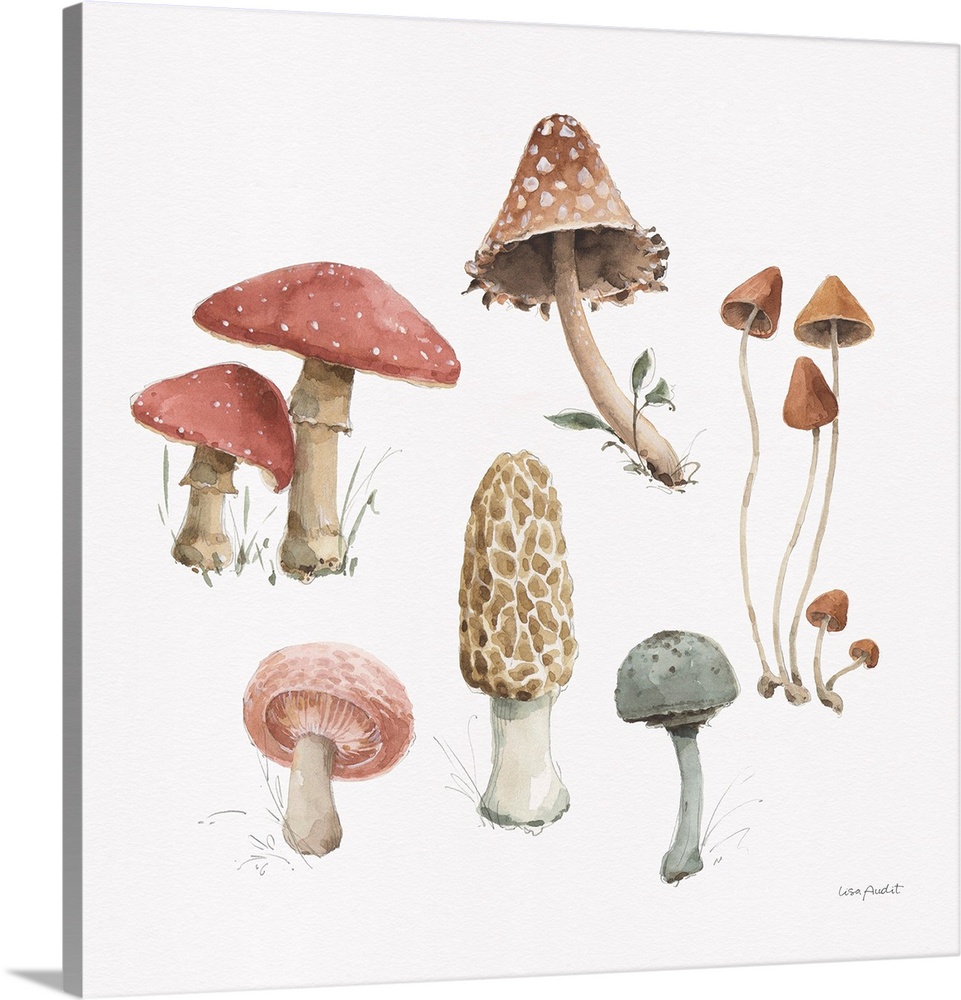 Mushroom Medley 03 Wall Art, Canvas Prints, Framed Prints, Wall Peels ...