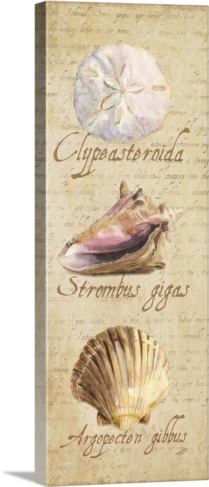 Decorative design of shells on a beige background with faded text and 'Clypeasteroida, Strombus gigas Argopecten gibbus'.