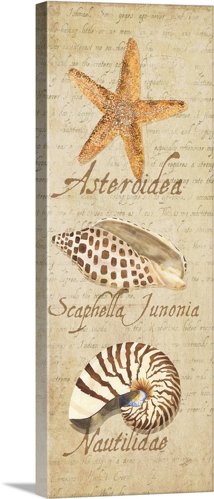 Decorative design of shells on a beige background with faded text and 'Asteroidea, Scaphella Junonia, Nautilidae'.