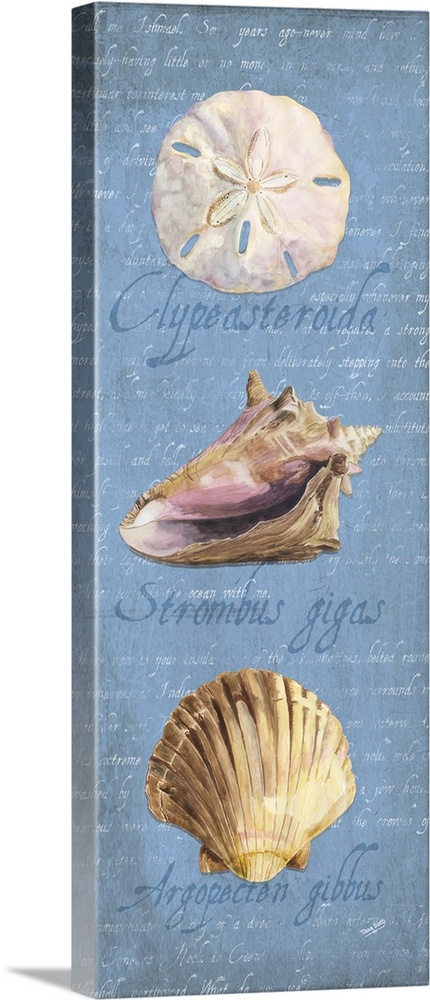 Decorative design of shells on a blue background with faded text and 'Clypeasteroida, Strombus gigas Argopecten gibbus'.