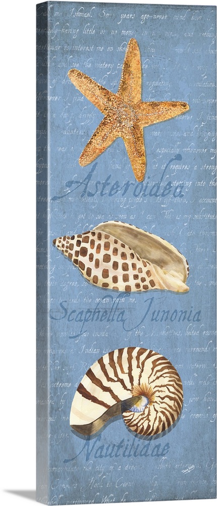 Decorative design of shells on a blue background with faded text and 'Asteroidea, Scaphella Junonia, Nautilidae'.