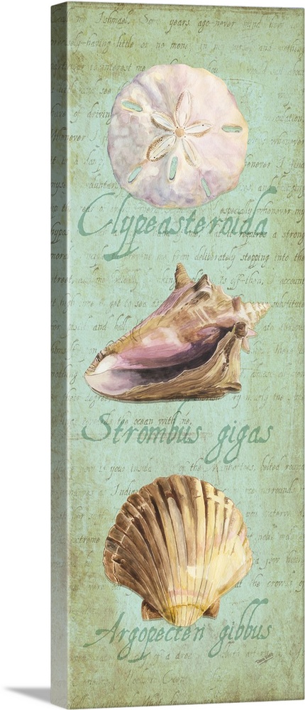 Decorative design of shells on a teal background with faded text and 'Clypeasteroida, Strombus gigas Argopecten gibbus'.