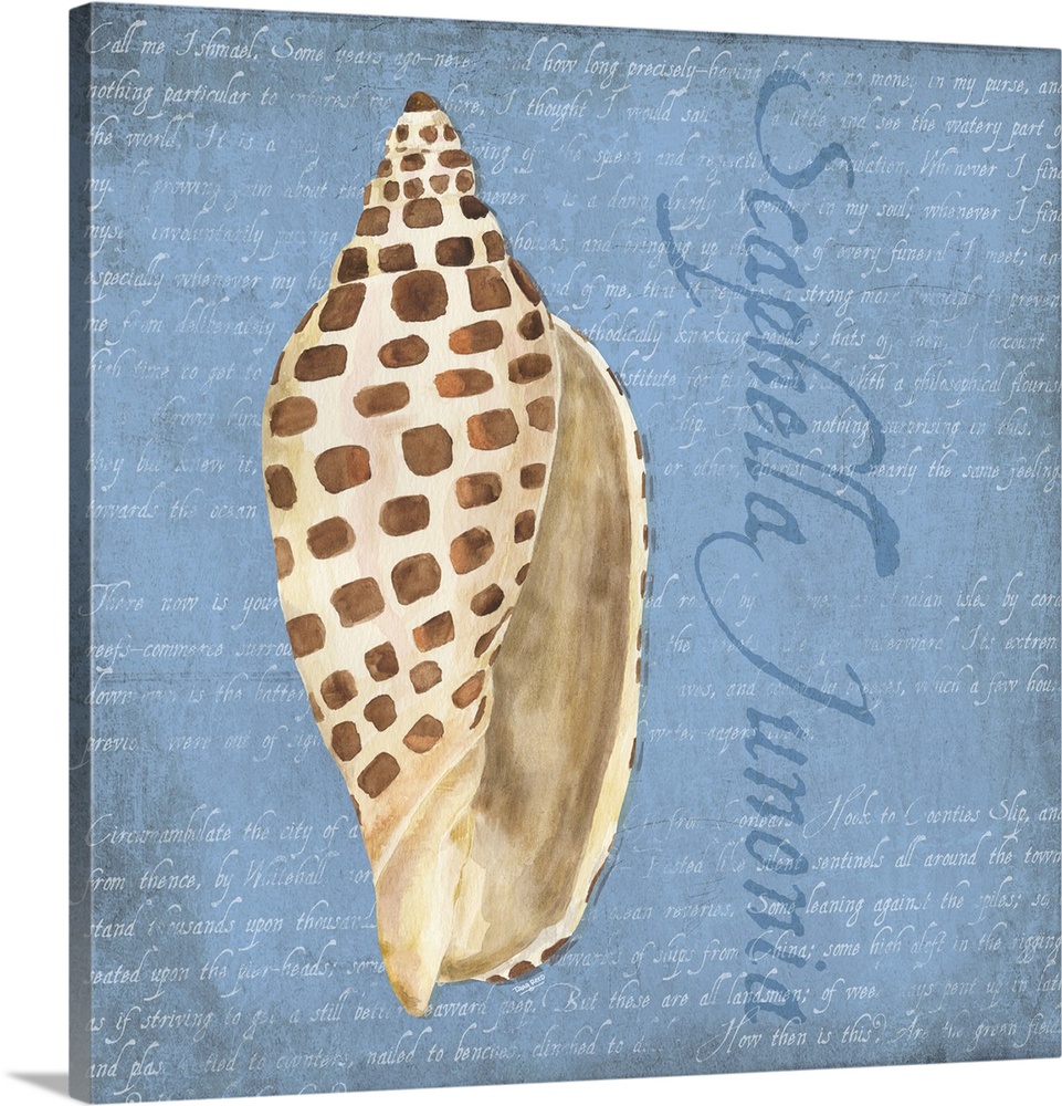 Decorative design of a shell on a blue background with faded text and 'Scaphella Junonia' on the side.