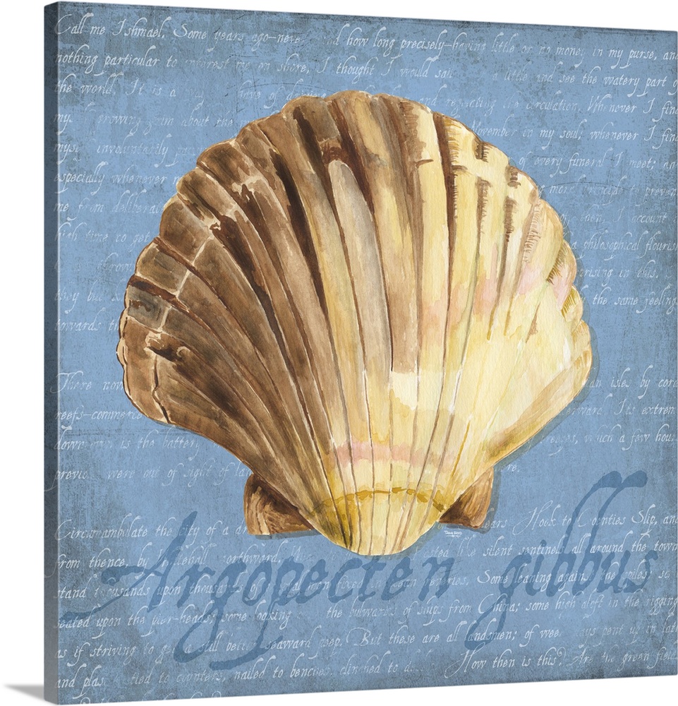Decorative design of a shell on a blue background with faded text and 'Argopecten gibbus' on the side.