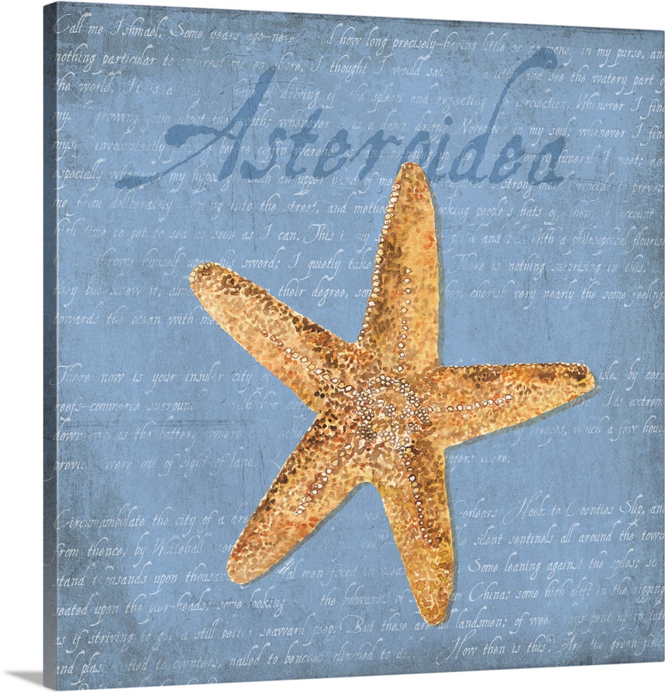 Decorative design of a shell on a blue background with faded text and 'Asteroidea' on the side.
