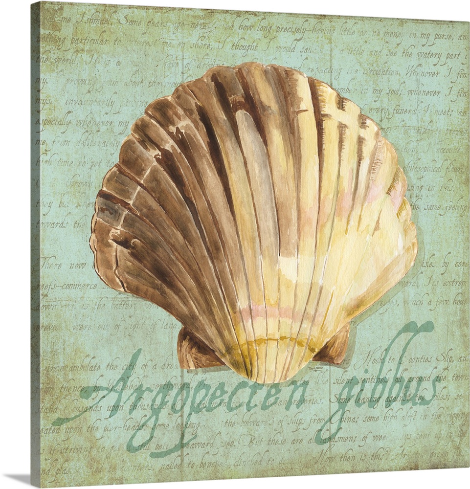 Decorative design of a shell on a teal background with faded text and 'Argopecten gibbus' on the side.
