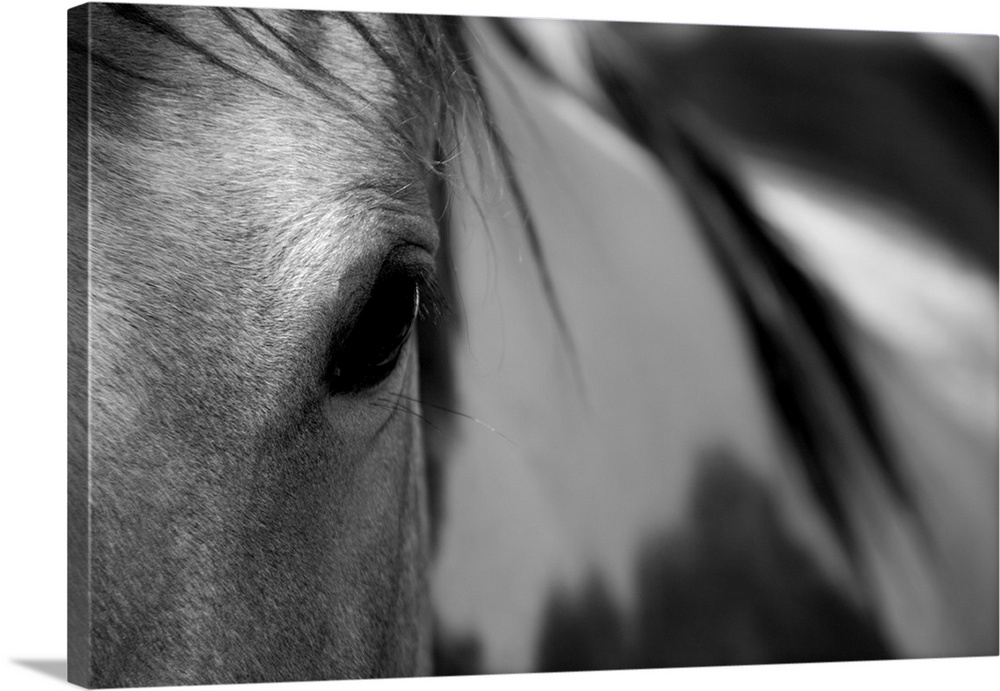 A close up photograph of the eye of a horse in black and white.