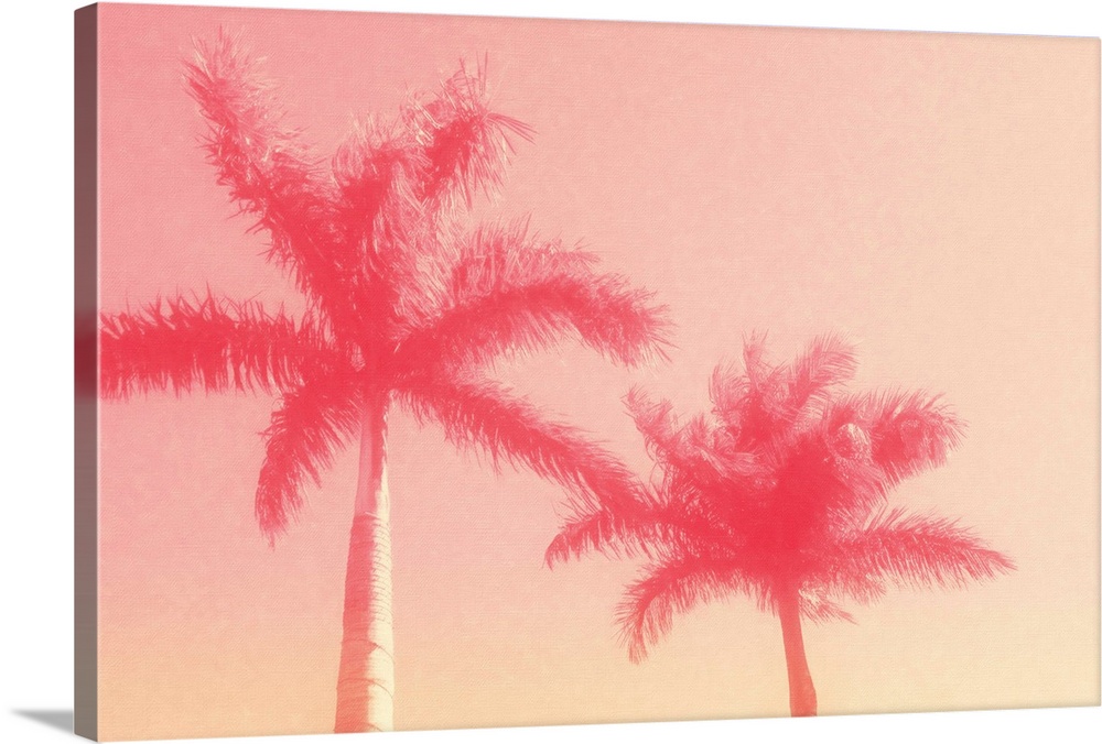 Image of two palm trees against a clear sky in shades of pink.