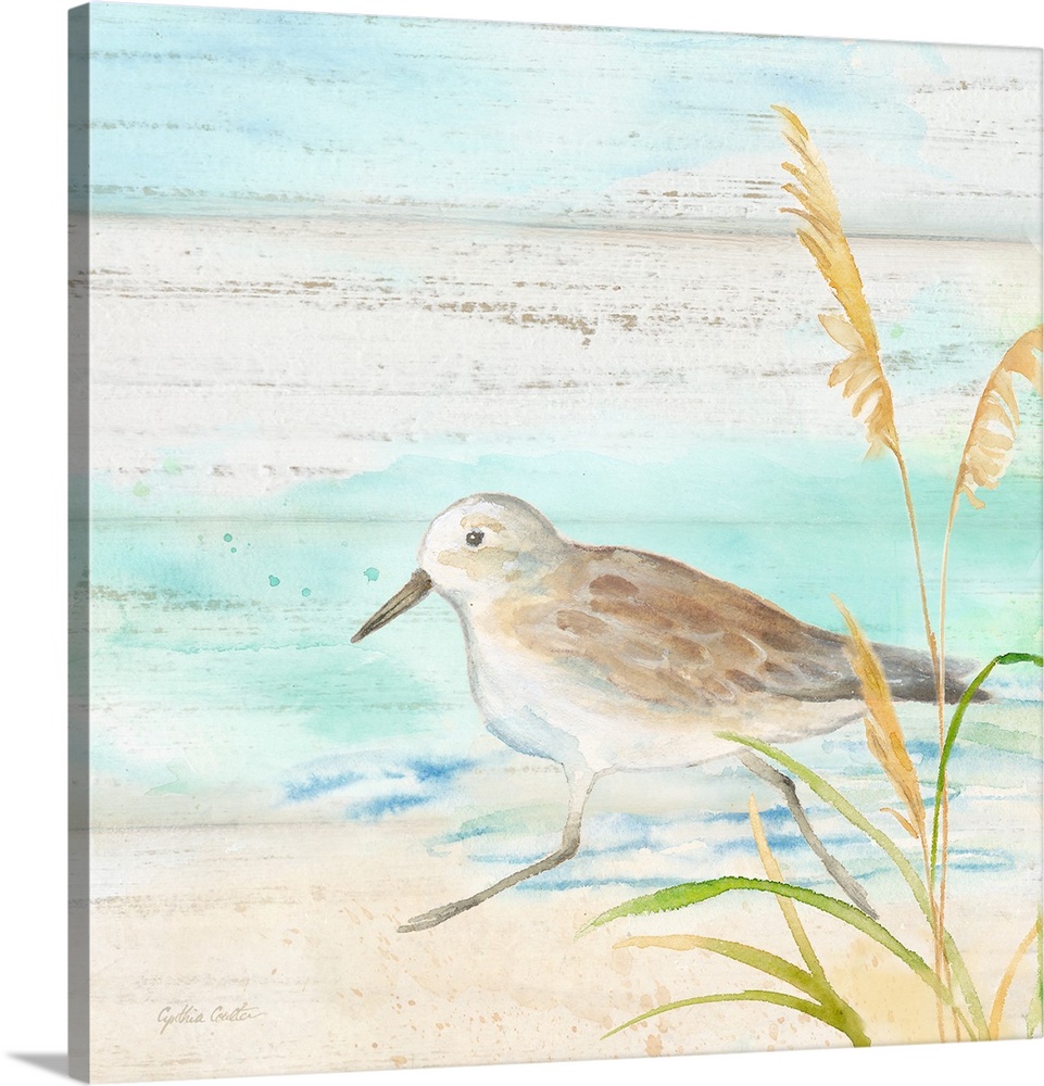 A charming watercolor painting of a sandpiper walking on a beach.