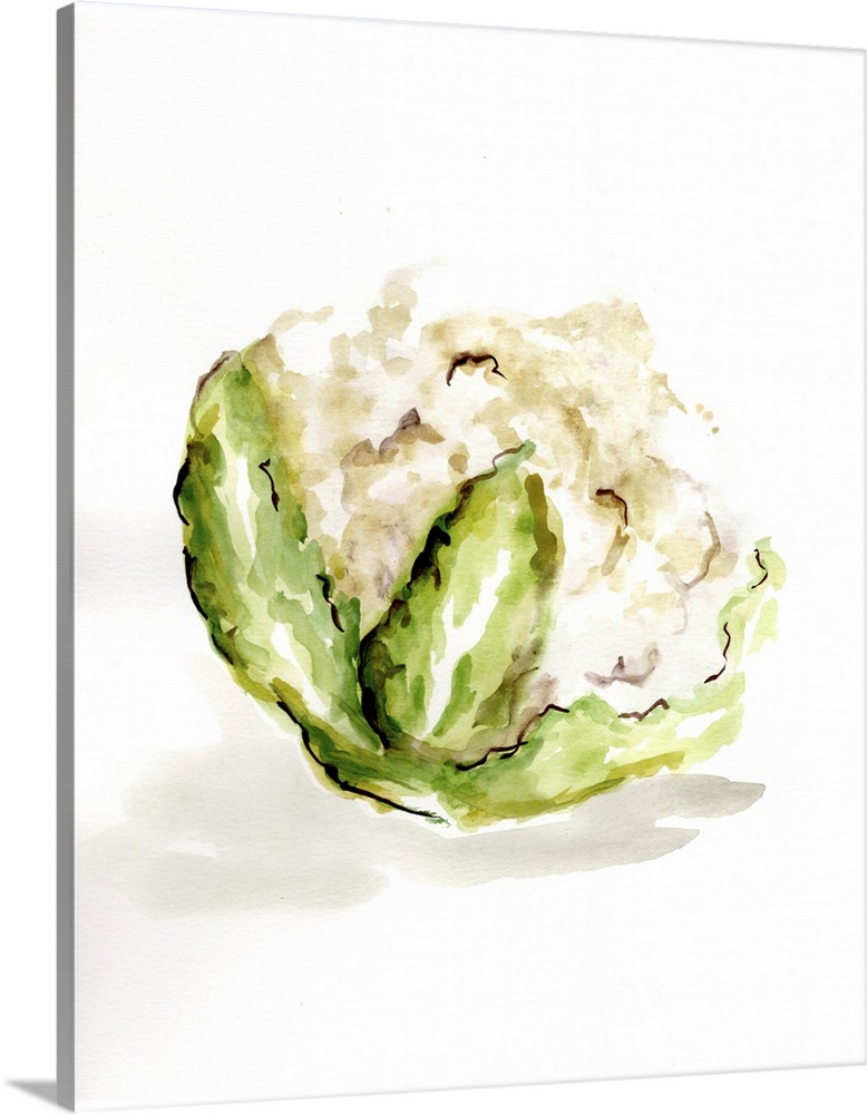 Veggie Sketch Plain VI - Cauliflower