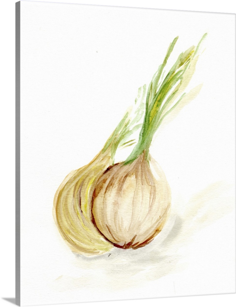 Veggie Sketch Plain X - Onion